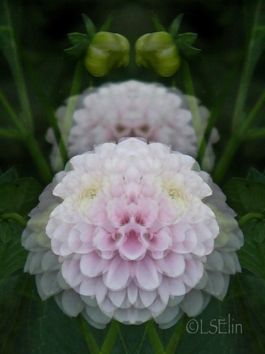 flower photo
